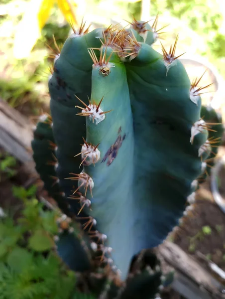 Närbild Skott Naturliga Cactus Med Vassa Törnen — Stockfoto