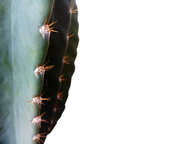 Primer Plano Cactus Con Espinas Afiladas Aisladas Sobre Fondo Blanco — Foto de Stock
