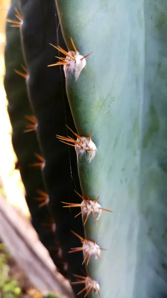 Close Tiro Cacto Natural Com Espinhos Afiados — Fotografia de Stock