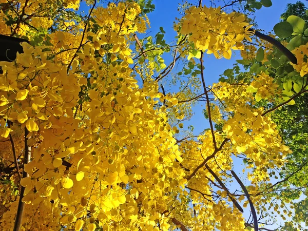 Golden Shower Tree Drumstick Tree Indian Laburnum Cassia Fistula Ratchaphruek — Stock Photo, Image