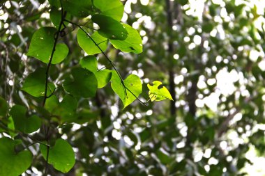 Doğal arka planda kalp şeklinde yeşil yaprakları