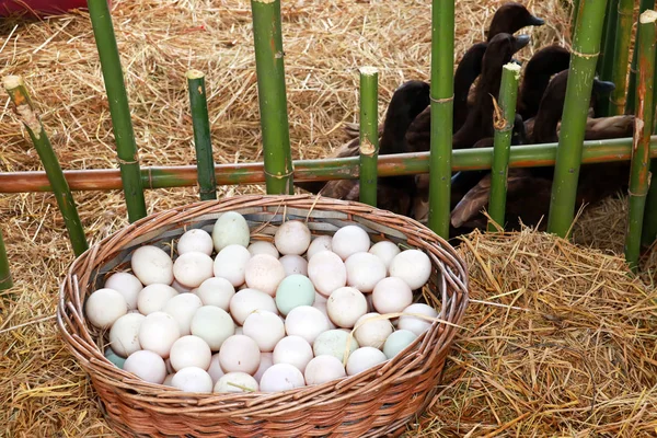 Kacsa tojást fonott kosarak egy biogazdaságban természetes Stock Fotó
