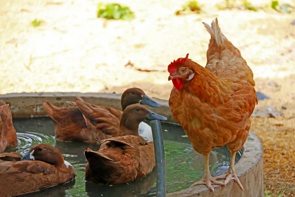 Chickens and ducks freedom on an organic farm — Stock Photo, Image