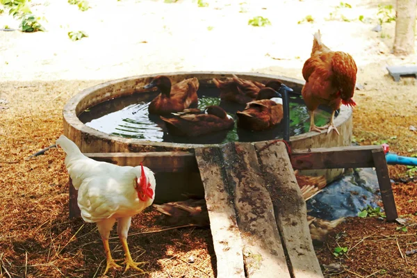 Chickens and ducks freedom on an organic farm