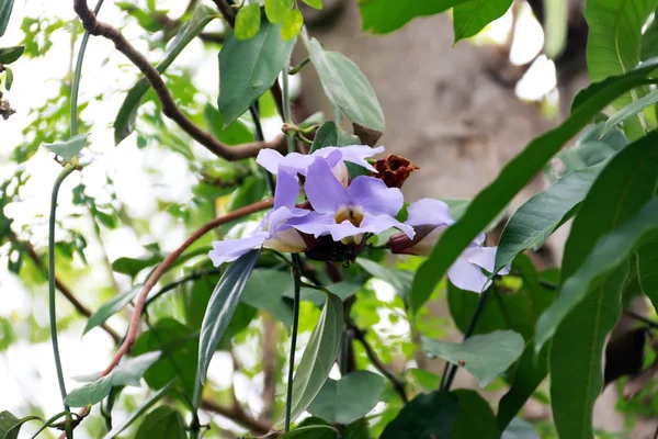 自然の背景に緑の葉と新鮮な紫色の花 — ストック写真