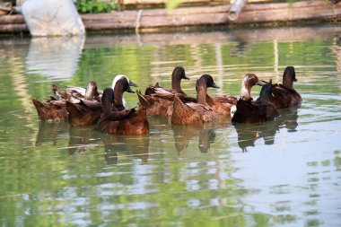 Ördekler yüzme ve organik bir çiftlik kırsal oynuyor
