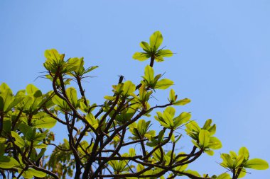 Büyük ağaç taze yeşil ile mavi gökyüzü arka plan dalda yaprak