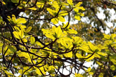 Büyük ağaç taze yeşil ile mavi gökyüzü arka plan dalda yaprak