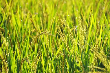 Tayland'da hasat bekleyen sarı çeltik pirinç tarlasının yakın çekim