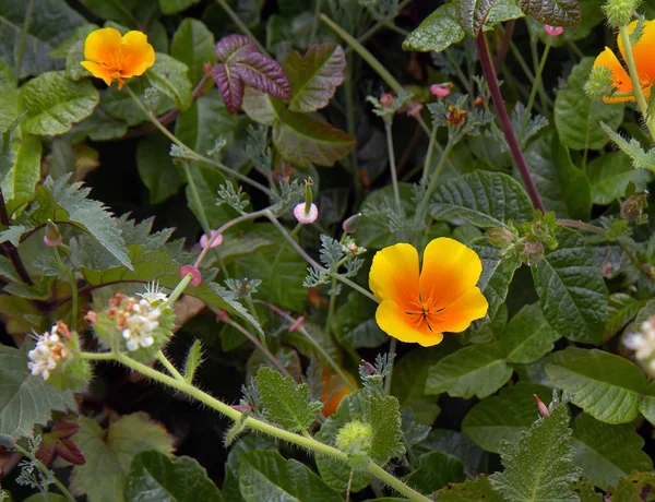 California wildflowers and plants. — Stock Photo, Image