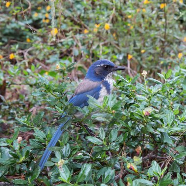 California Scrub Jay (Aphelocoma californica) çalılıkta.