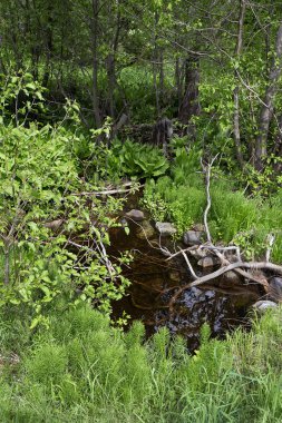 Bahar ormanında dere.