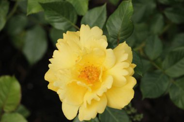 Hollanda dan Boskoop bir gül gül türü içinde yakın çekim Liesbeth Canneman adlı izole