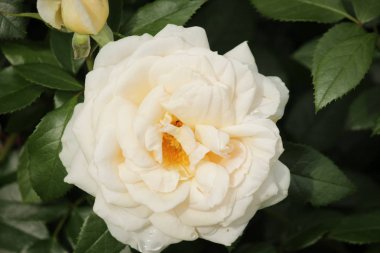 Hollanda dan Boskoop bir gül gül aslan adlı yakın çekim içinde gül türü izole