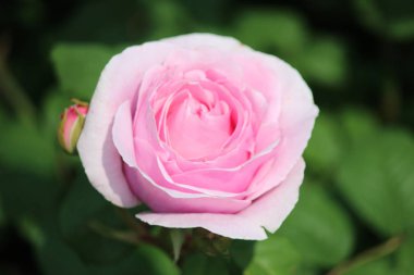 Yakın çekim bir gül Boskoop Hollanda içinde gelen Princesse Claire adlı türü gül