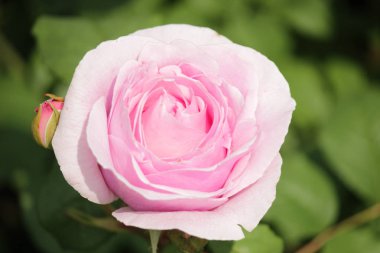 Yakın çekim bir gül Boskoop Hollanda içinde gelen Princesse Claire adlı türü gül