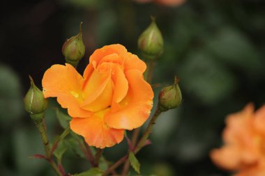 Hollanda dan Boskoop bir gül gül türü yakın çekim içinde Westzeit adında izole