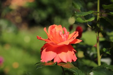 Hollanda dan Boskoop bir gül gül türü yakın çekim içinde Br801 adında izole