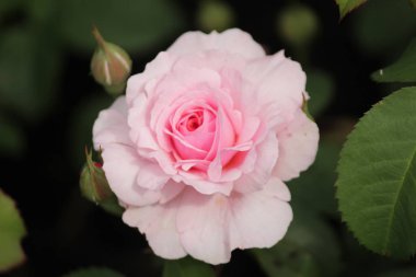 Hollanda dan Boskoop bir gül gül türü içinde yakın çekim Eeuwige Passie adlı izole