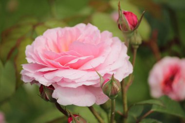 Hollanda dan Boskoop bir gül gül türü Eeuwige Passie clouse-Up adlı izole