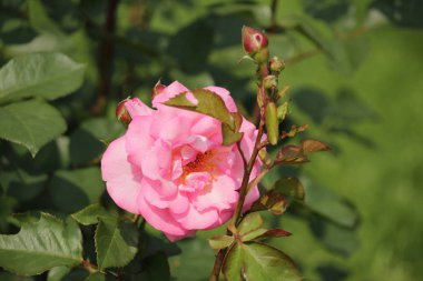 Hollanda dan Boskoop bir gül gül türü yakın çekim içinde Elca adında izole