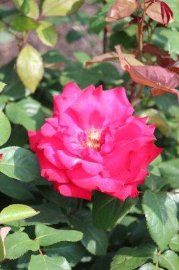 Hollanda dan Boskoop bir gül gül türü yakın çekim içinde gül Bahçe adlı izole