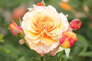 La Villa pişmiş toprak yakın çekim içinde adlı gül türü Boskoop bir gül dan Hollanda izole