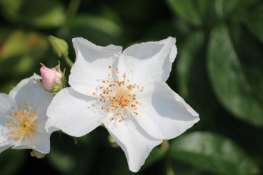 Hollanda dan Boskoop bir gül gül türü Jean Robbie clouse-Up adlı izole