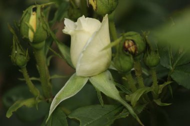 Hollanda dan Boskoop bir gül gül türü içinde yakın çekim Liesbeth Canneman adlı izole