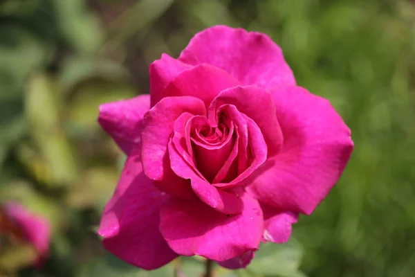 Type Rose Nommé Mûre Nipp Gros Plan Isolé Rosarium Boskoop — Photo