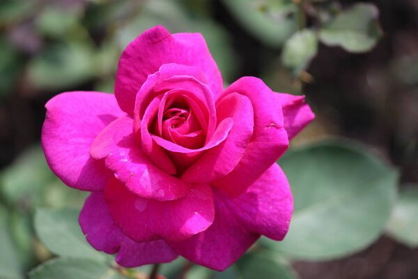 Rose type named blackberry nipp in close-Up isolated from a rosarium in Boskoop the Netherlands