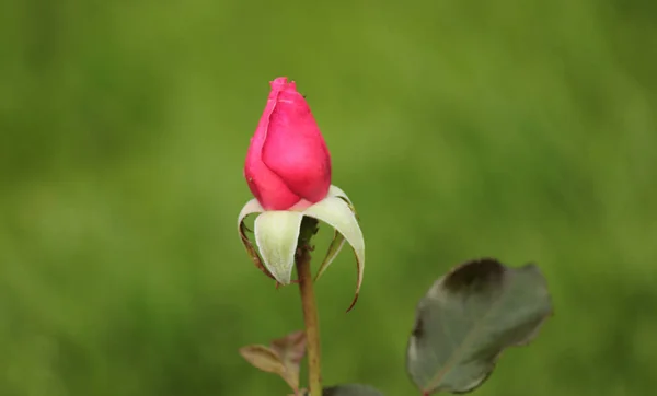 オランダ ボスコプの Rosarium から分離されたクローズ アップでブレイブ ハートの名前バラ型 — ストック写真