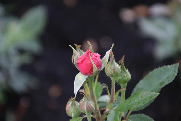 オランダ ボスコプの Rosarium から分離されたクローズ アップでエレイン ページの名前バラ型 — ストック写真