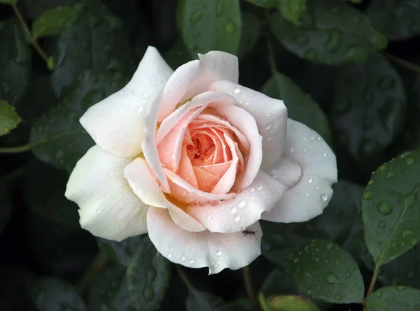 Tipo Rosa Llamado Jardín Rosas Primer Plano Con Gotas Lluvia — Foto de Stock