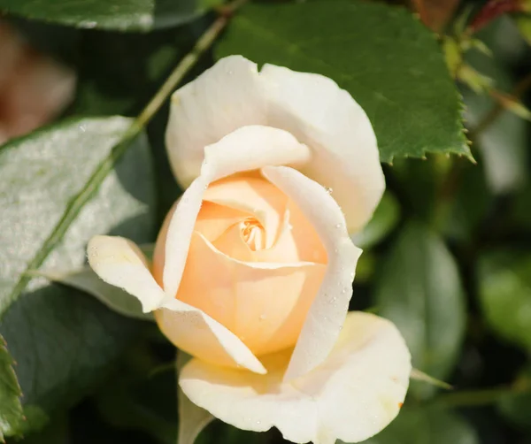 Tipo Rosa Llamado Jardín Rosas Primer Plano Aislado Rosario Boskoop — Foto de Stock