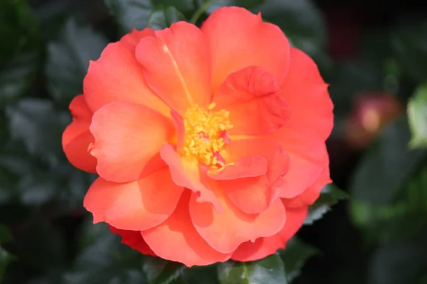 Rose Type Named Isa Close Isolated Rosarium Boskoop Netherlands — Stock Photo, Image