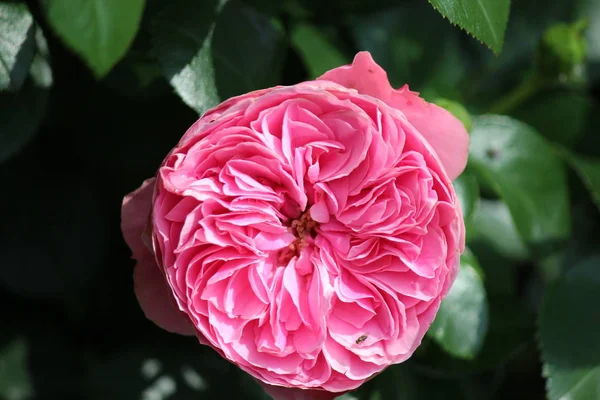 Rose Type Named Leonarda Vinci Close Isolated Rosarium Boskoop Netherlands — Stock Photo, Image