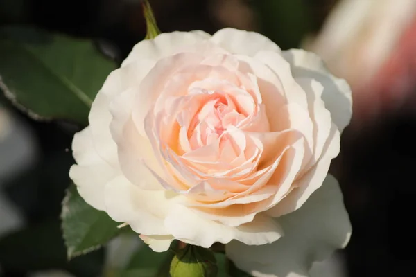 Rose Typ Nazwie Profesor Leben Zbliżeniu Odizolowane Rosarium Boskoop Holandia — Zdjęcie stockowe