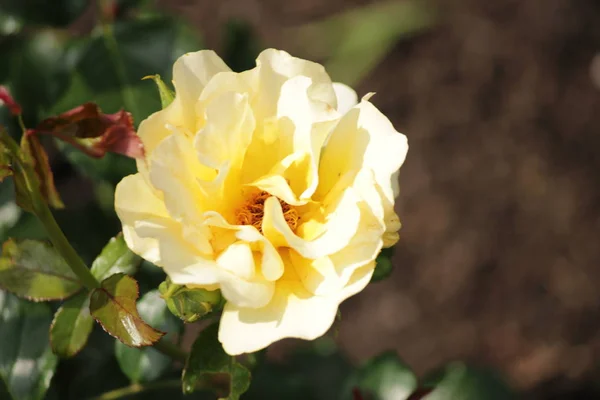 Rose type named Sunrise Winterjuwel in close-Up isolated from a rosarium in Boskoop the Netherlands