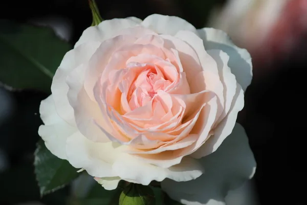 Type Rose Nommé Professeur Leben Gros Plan Isolé Rosarium Boskoop — Photo