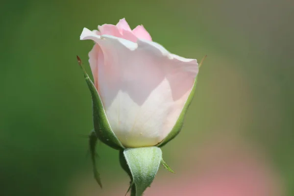 Rose Typ Nazwie Bielszy Odcień Jasnożółty Clouse Rosarium Boskoop Holandia — Zdjęcie stockowe