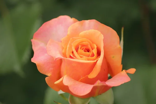 Rose type named La Villa Cotta in close-Up isolated from a rosarium in Boskoop the Netherlands