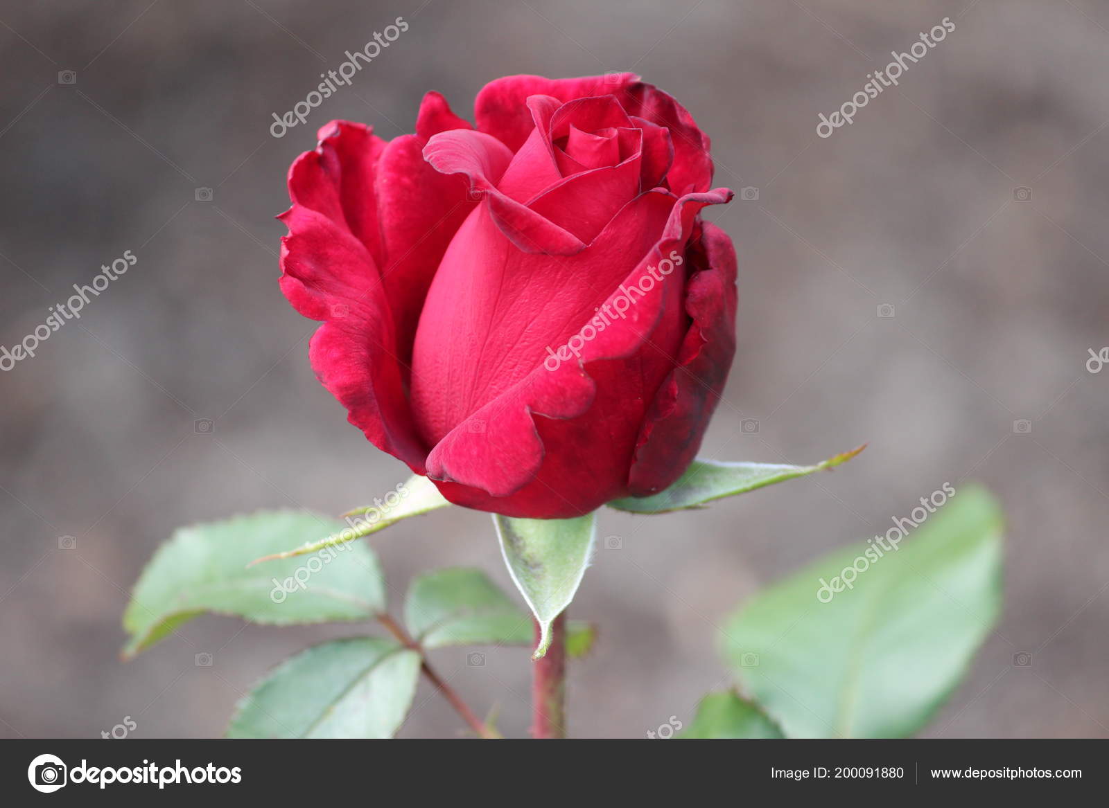 Tête Fleur Une Rose Rouge Dans Jardin Nieuwerkerk Aan Den