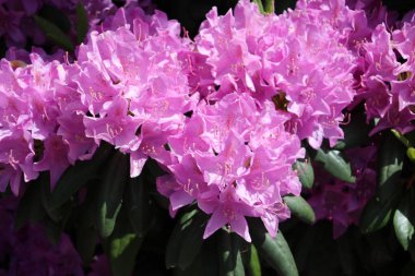 Hollanda'da Nieuwerkerk aan den Ijssel bir parkta güneşte Pembe açelya çiçekleri.
