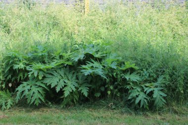 Hogweed bitki insan ve köpeklerzarar verebilir park hitland büyüyen.