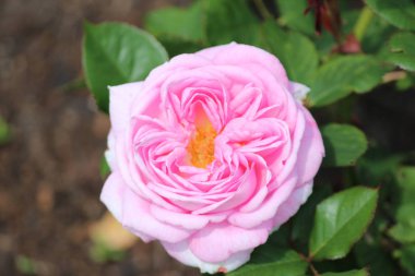 Pembe gül çiçek kafasından gül Lahey, Hollanda.