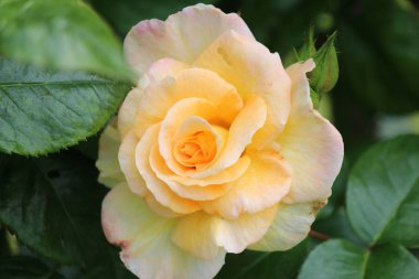 Sarı gül flowerhead çiçek gül Park Lahey, Hollanda