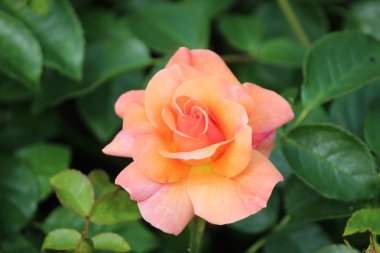 Turuncu gül çiçek kafasından gül Lahey, Hollanda