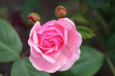 Pembe gül çiçek kafasından gül Lahey, Hollanda.