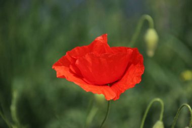 bir haşhaş Hollanda yol boyunca güneşte siingle çiçek Başkanı.